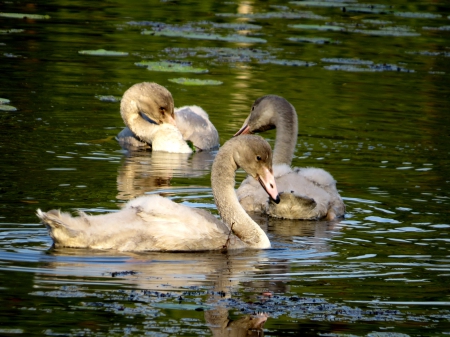 Swan chicks - swan, pond, bird, chicks