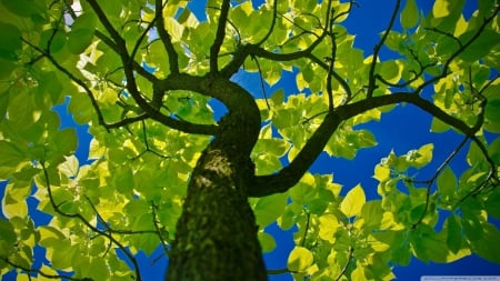 Looking Up - nature, popular, trees, wallpaper, new