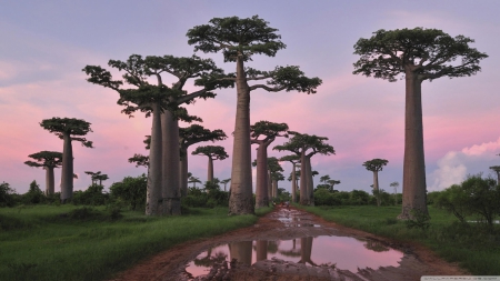 Baobab trees in Madagascar - walllpaper, nature, popular, trees, new