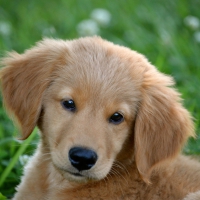 Cute Golden Retriever Puppy