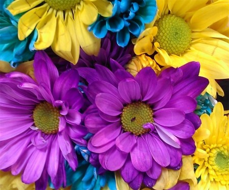 Delightful Daisies - yellow, blue, petals, flowers, daisies, colorful, nature, purple, bright