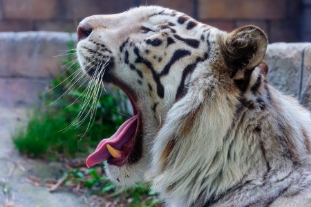 White Tiger - teeth, predator, mouth, head, tongue