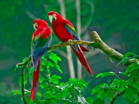 Parrots - love, color, blue, red