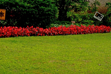 Row of Red Roses - beautiful roses, row of red roses, rose garden, scenic roses, roses, red roses