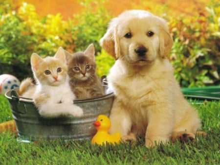 CUTE FRIENDS - puppy, adorable, kittens, cute, pup