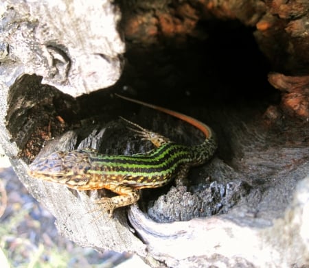 Sargantana de les Pitiuses - lizard, animal, animals, lizards, photography, tree, sunshine