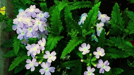 perfect love - summer, blue song, flower, park, sun