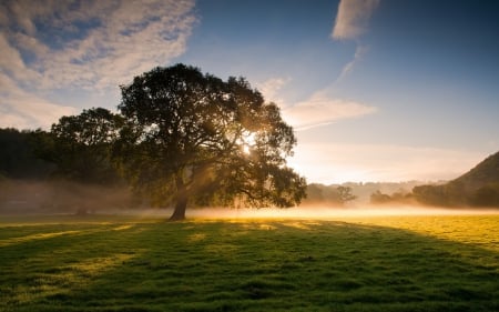 grass field - tree, field, sunset, grass