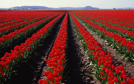 tulips field - field, tulips, flower, red