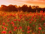 flower field