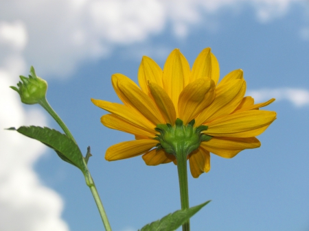 Yellow - summer, garden, yellow, bluesky