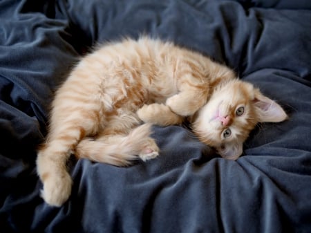 Cat - sleeping, cat face, hat, cat, kitty, animals, lovely, kitten, paws, face, pretty, cats, beautiful, cute