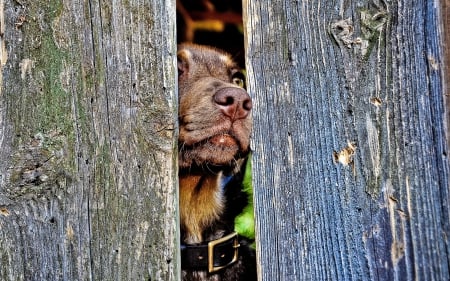 Smelling good - animal, fence, wood, blue, dog