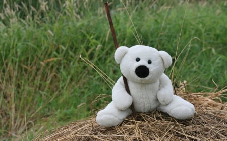 On the field - white, bear, green, toy, summer, field, stick