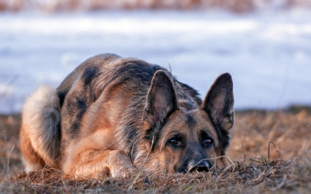 German shepherd