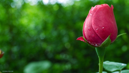 Beautiful Rose - Rose, Flower, Nature, Pink Rose