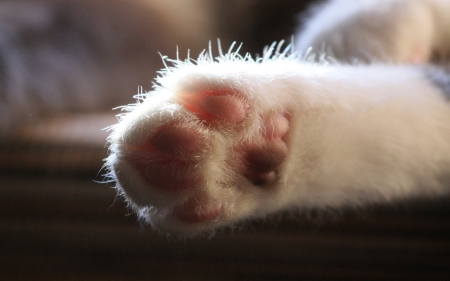 :) - beautiful, paw, cute, kitten