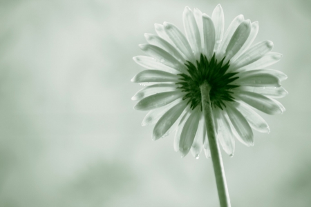 The difficulty - difficulty, bokeh, flower, nature