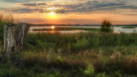 tree stump in grassy wetlands at sunset hdr - wetlands, stump, hdr, sunset, grass