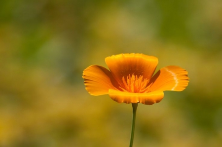 Peace for Middle East - flowers, symbol, beautiful, middle East, golden, peace