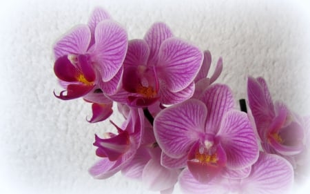 Orchid - nice, pink, orchid, beautiful