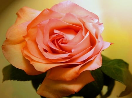 Beautiful rose - beautiful, photography, lovely, flower, petals, pink, natural, fresh, rose