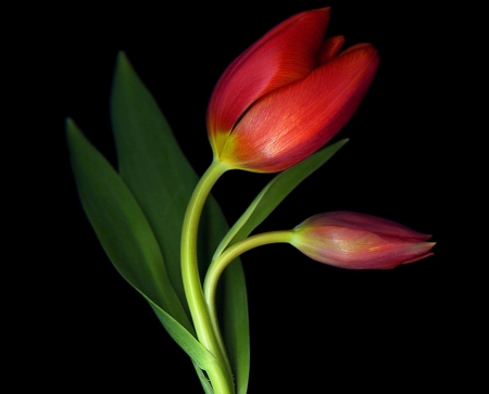 Red tulip - tulip, flowers, red, beautiful