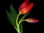 Red tulip