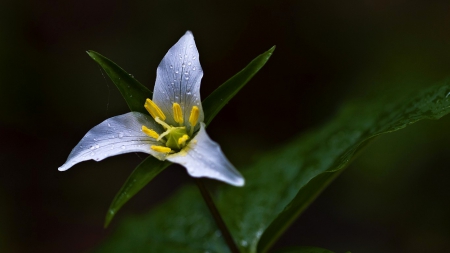 Flower - white, flower, yellow, green