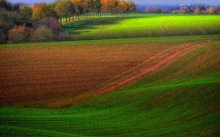 Green Carpet - nature, green, beautiful, fields