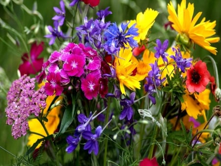 Summer flowers - flowers, colorful, nature, summer, different