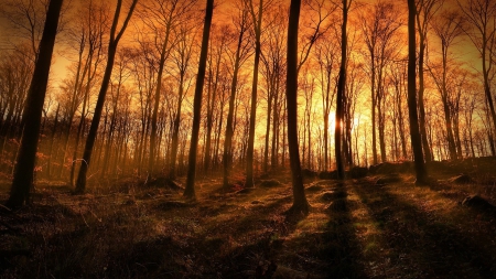 sunset beams through a forest - hill, sunset, beams, mist, shadows, forest