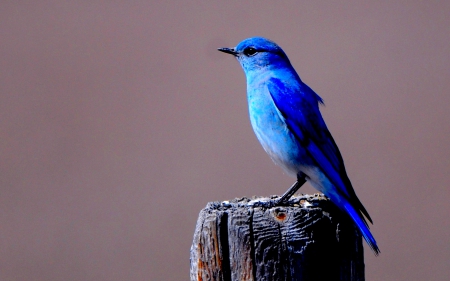 BLUE BIRDIE - cute, stump, bird, blue