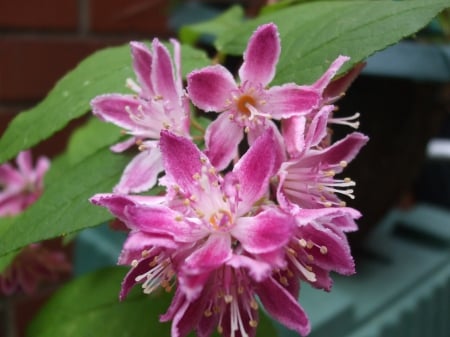 Deutzia - nature, purple, flowers, garden, plants