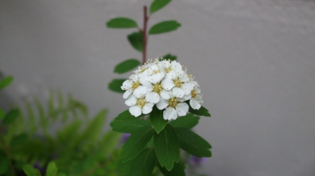 White Spirea - white, nature, plant, flowers, garden