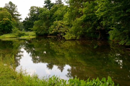 Green Scenic Nature - summer pond, park crick, green, green scenic nature, swamp, pond