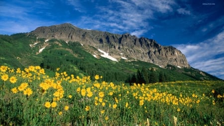 Mountain Flowers - flowers, nature, mountain, landscape