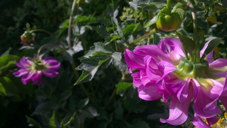 purple shade - flowers, girls, rose, cute