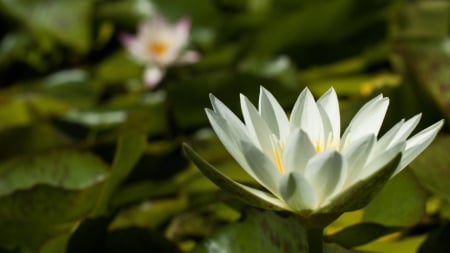 flower - flowers, white delight water lily, bees, lake flower