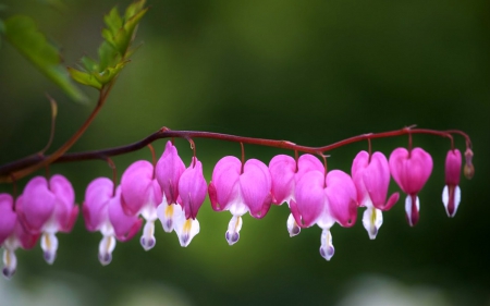 Bleeding Hearts - flowers, hearts, nature, bleeding