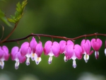 Bleeding Hearts