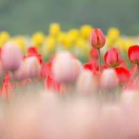 Tulips World