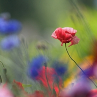 Poppies