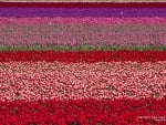 Tulip Fields