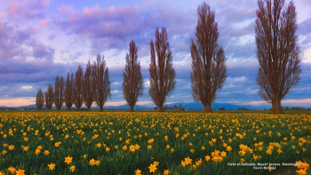 Daffodil Field - daffodil, field, united states, washington