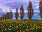 Daffodil Field