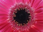 Gerbera Daisy