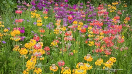 Wild Primrose - multi colored, flowers, wildflowers, field