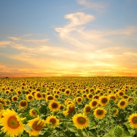 Sunflowers