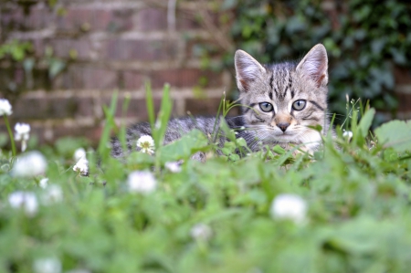 Cat - hat, pretty, cat face, beautiful, lovely, paws, cat, kitten, cute, cats, face, sleeping, animals, kitty